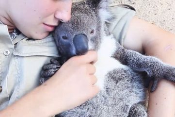 Current Events | Video: What Playtime with a Koala Bear Looks Like