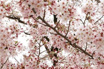 Playlist 08.05.16 : Five Songs for the Weekend