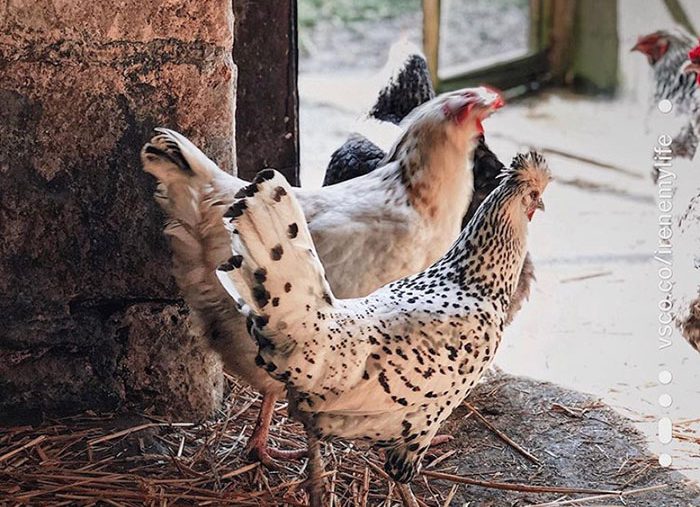 From Instagram | English Country Life with @irenemylife