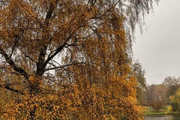 Life Lately: Fallen Leaves, A Cheese Shop in Bloomsbury, the Ritz at Night & more